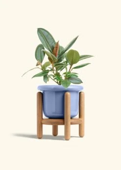 Rubber Tree 'Burgundy', Medium 32 Rubber Tree 'Burgundy', Medium -Home Living Store FICUS RUBBER 6 FATLIP BLUE STAND 6 bckgrnd cream