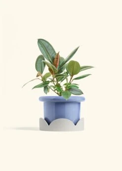 Rubber Tree 'Burgundy', Medium 31 Rubber Tree 'Burgundy', Medium -Home Living Store FICUS RUBBER 6 FATLIP BLUE TRAY BEIGE 6 bckgrnd cream