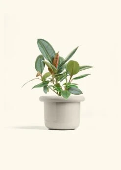 Rubber Tree 'Burgundy', Medium 37 Rubber Tree 'Burgundy', Medium -Home Living Store FICUS RUBBER 6 FATLIP OAT 6 bckgrnd cream