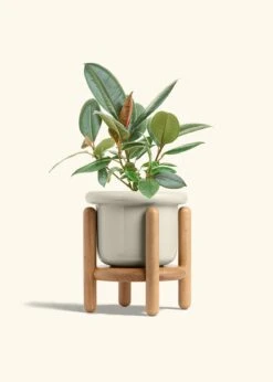 Rubber Tree 'Burgundy', Medium 40 Rubber Tree 'Burgundy', Medium -Home Living Store FICUS RUBBER 6 FATLIP OAT STAND 6 bckgrnd cream