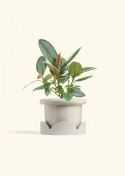 Rubber Tree 'Burgundy', Medium 39 Rubber Tree 'Burgundy', Medium -Home Living Store FICUS RUBBER 6 FATLIP OAT TRAY BEIGE 6 bckgrnd cream