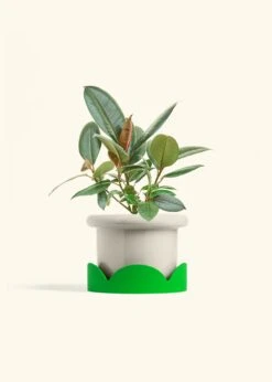 Rubber Tree 'Burgundy', Medium 38 Rubber Tree 'Burgundy', Medium -Home Living Store FICUS RUBBER 6 FATLIP OAT TRAY GREEN 6 bckgrnd cream