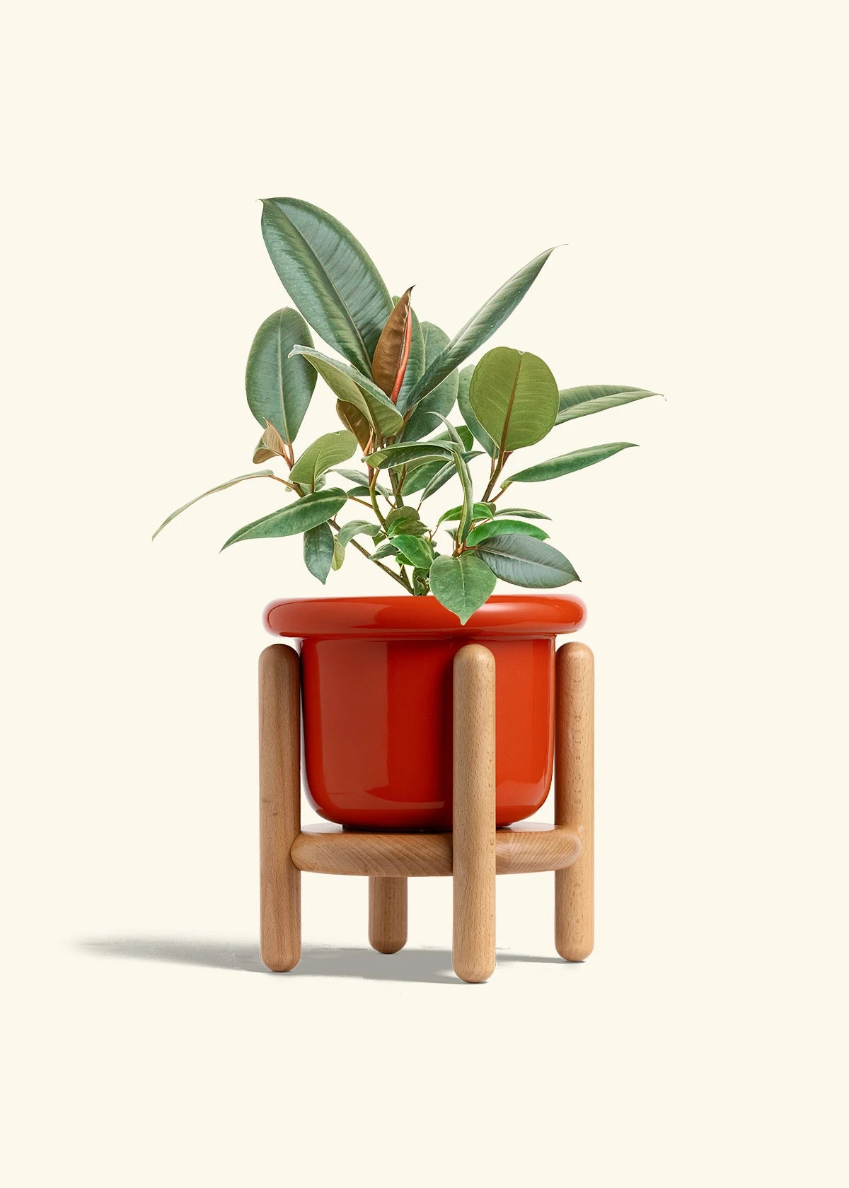 Rubber Tree 'Burgundy', Medium 17 Rubber Tree 'Burgundy', Medium - Image 15