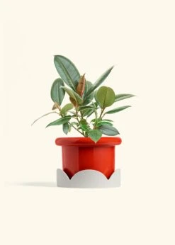 Rubber Tree 'Burgundy', Medium 35 Rubber Tree 'Burgundy', Medium -Home Living Store FICUS RUBBER 6 FATLIP RED TRAY BEIGE 6 bckgrnd cream