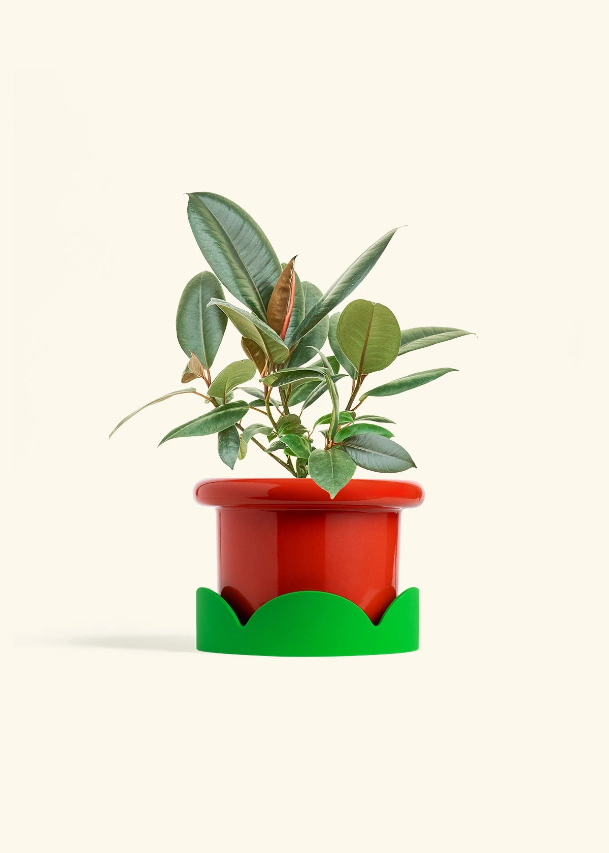 Rubber Tree 'Burgundy', Medium 15 Rubber Tree 'Burgundy', Medium - Image 13