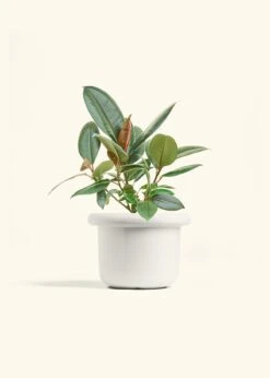 Rubber Tree 'Burgundy', Medium 25 Rubber Tree 'Burgundy', Medium -Home Living Store FICUS RUBBER 6 FATLIP WHITE 6 bckgrnd cream