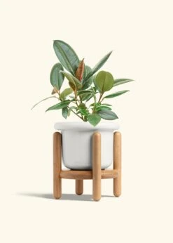 Rubber Tree 'Burgundy', Medium 28 Rubber Tree 'Burgundy', Medium -Home Living Store FICUS RUBBER 6 FATLIP WHITE STAND 6 bckgrnd cream