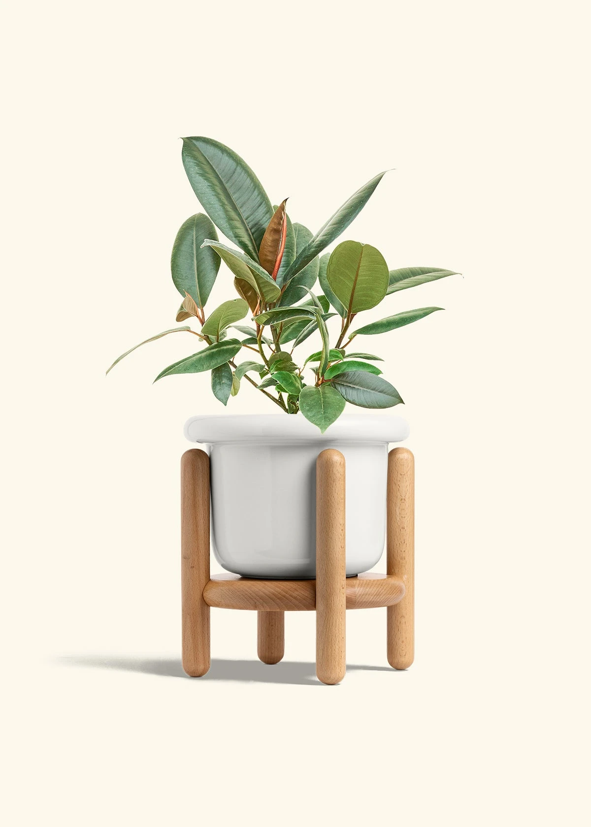 Rubber Tree 'Burgundy', Medium 9 Rubber Tree 'Burgundy', Medium - Image 7