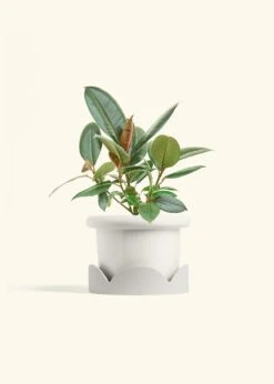Rubber Tree 'Burgundy', Medium 27 Rubber Tree 'Burgundy', Medium -Home Living Store FICUS RUBBER 6 FATLIP WHITE TRAY BEIGE 6 bckgrnd cream