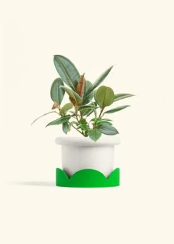 Rubber Tree 'Burgundy', Medium 26 Rubber Tree 'Burgundy', Medium -Home Living Store FICUS RUBBER 6 FATLIP WHITE TRAY GREEN 6 bckgrnd cream