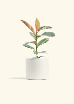 Ruby Rubber Tree, Medium -Home Living Store FICUS RUBY 6 CLASSIC WHITE 6 bckgrnd cream