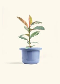 Ruby Rubber Tree, Medium -Home Living Store FICUS RUBY 6 FATLIP BLUE 6 bckgrnd cream