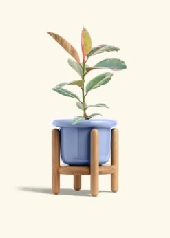 Ruby Rubber Tree, Medium -Home Living Store FICUS RUBY 6 FATLIP BLUE STAND 6 bckgrnd cream