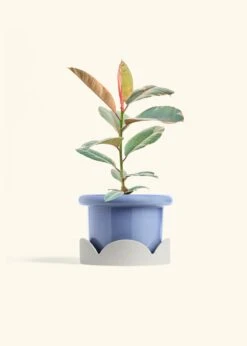 Ruby Rubber Tree, Medium -Home Living Store FICUS RUBY 6 FATLIP BLUE TRAY BEIGE 6 bckgrnd cream
