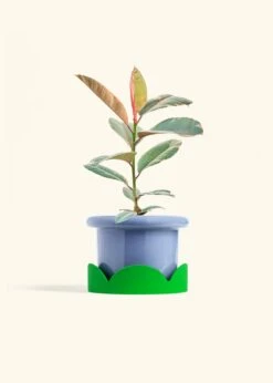 Ruby Rubber Tree, Medium -Home Living Store FICUS RUBY 6 FATLIP BLUE TRAY GREEN 6 bckgrnd cream