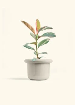 Ruby Rubber Tree, Medium -Home Living Store FICUS RUBY 6 FATLIP OAT 6 bckgrnd cream