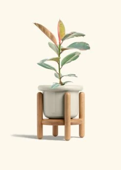 Ruby Rubber Tree, Medium -Home Living Store FICUS RUBY 6 FATLIP OAT STAND 6 bckgrnd cream