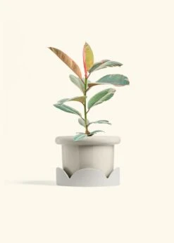 Ruby Rubber Tree, Medium -Home Living Store FICUS RUBY 6 FATLIP OAT TRAY BEIGE 6 bckgrnd cream