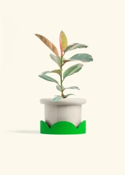 Ruby Rubber Tree, Medium -Home Living Store FICUS RUBY 6 FATLIP OAT TRAY GREEN 6 bckgrnd cream