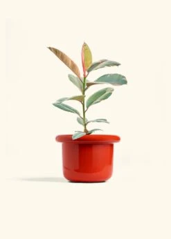 Ruby Rubber Tree, Medium -Home Living Store FICUS RUBY 6 FATLIP RED 6 bckgrnd cream