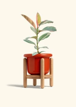 Ruby Rubber Tree, Medium -Home Living Store FICUS RUBY 6 FATLIP RED STAND 6 bckgrnd cream