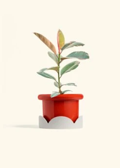 Ruby Rubber Tree, Medium -Home Living Store FICUS RUBY 6 FATLIP RED TRAY BEIGE 6 bckgrnd cream