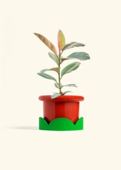 Ruby Rubber Tree, Medium -Home Living Store FICUS RUBY 6 FATLIP RED TRAY GREEN 6 bckgrnd cream