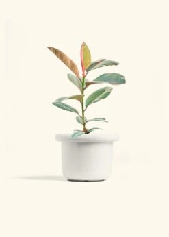 Ruby Rubber Tree, Medium -Home Living Store FICUS RUBY 6 FATLIP WHITE 6 bckgrnd cream