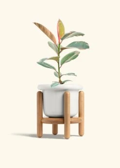 Ruby Rubber Tree, Medium -Home Living Store FICUS RUBY 6 FATLIP WHITE STAND 6 bckgrnd cream