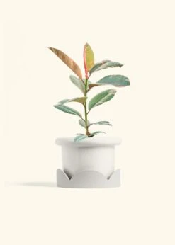 Ruby Rubber Tree, Medium -Home Living Store FICUS RUBY 6 FATLIP WHITE TRAY BEIGE 6 bckgrnd cream