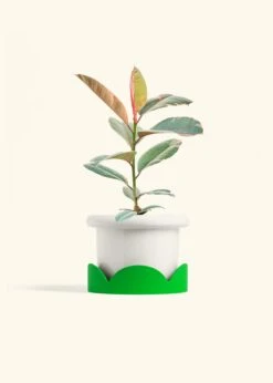 Ruby Rubber Tree, Medium -Home Living Store FICUS RUBY 6 FATLIP WHITE TRAY GREEN 6 bckgrnd cream