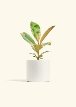 Ficus 'Tineke', Medium 41 Ficus 'Tineke', Medium -Home Living Store FICUS TINEKE 6 CLASSIC WHITE 6 bckgrnd cream f20b5a03 6a89 453a 8a53 04a36cdf22a0