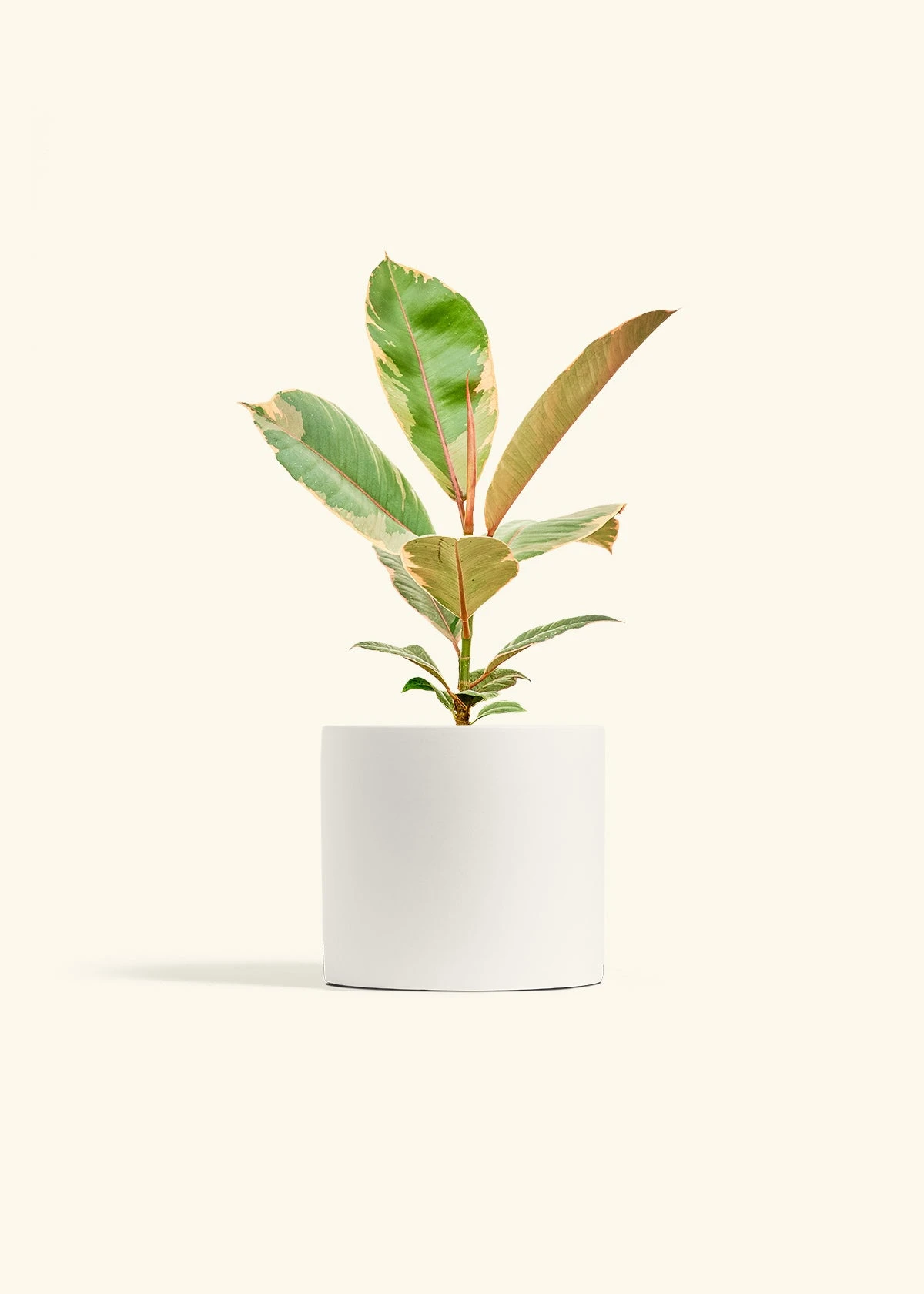 Ficus 'Tineke', Medium 22 Ficus 'Tineke', Medium - Image 20
