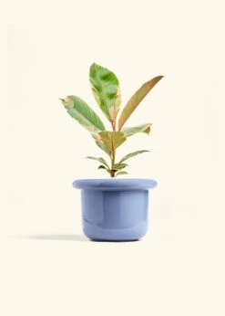 Ficus 'Tineke', Medium 29 Ficus 'Tineke', Medium -Home Living Store FICUS TINEKE 6 FATLIP BLUE 6 bckgrnd cream 28e4d77e 39fb 4eac bccb 26afa4b6b825