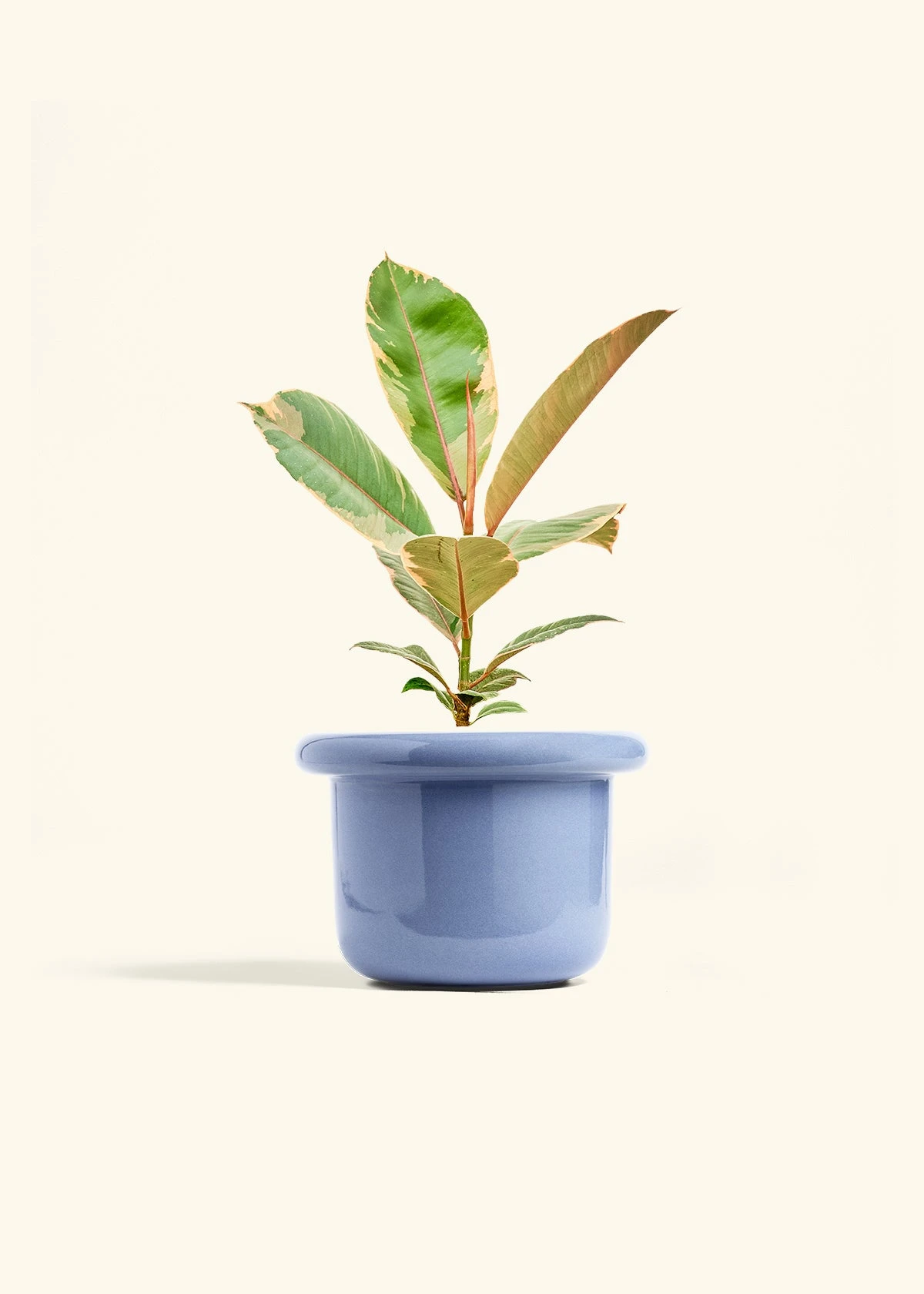 Ficus 'Tineke', Medium 10 Ficus 'Tineke', Medium - Image 8