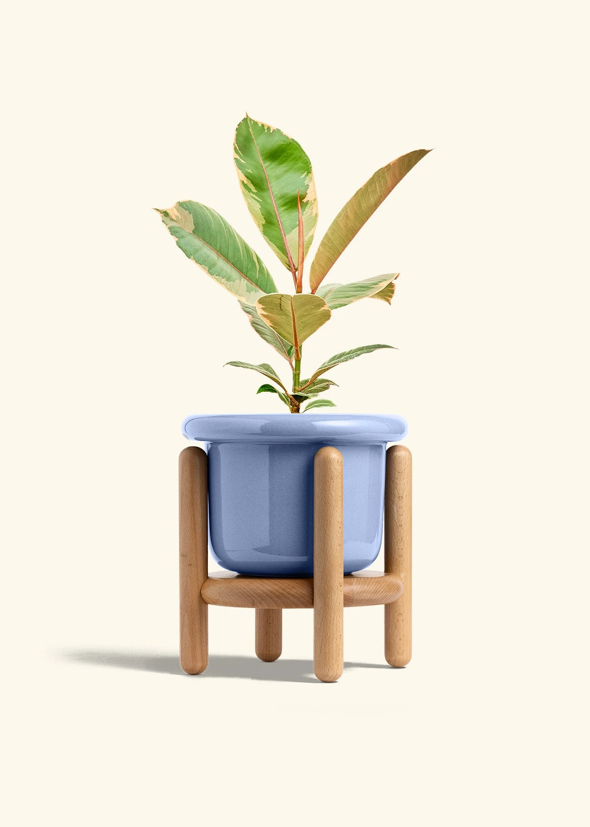 Ficus 'Tineke', Medium 13 Ficus 'Tineke', Medium - Image 11