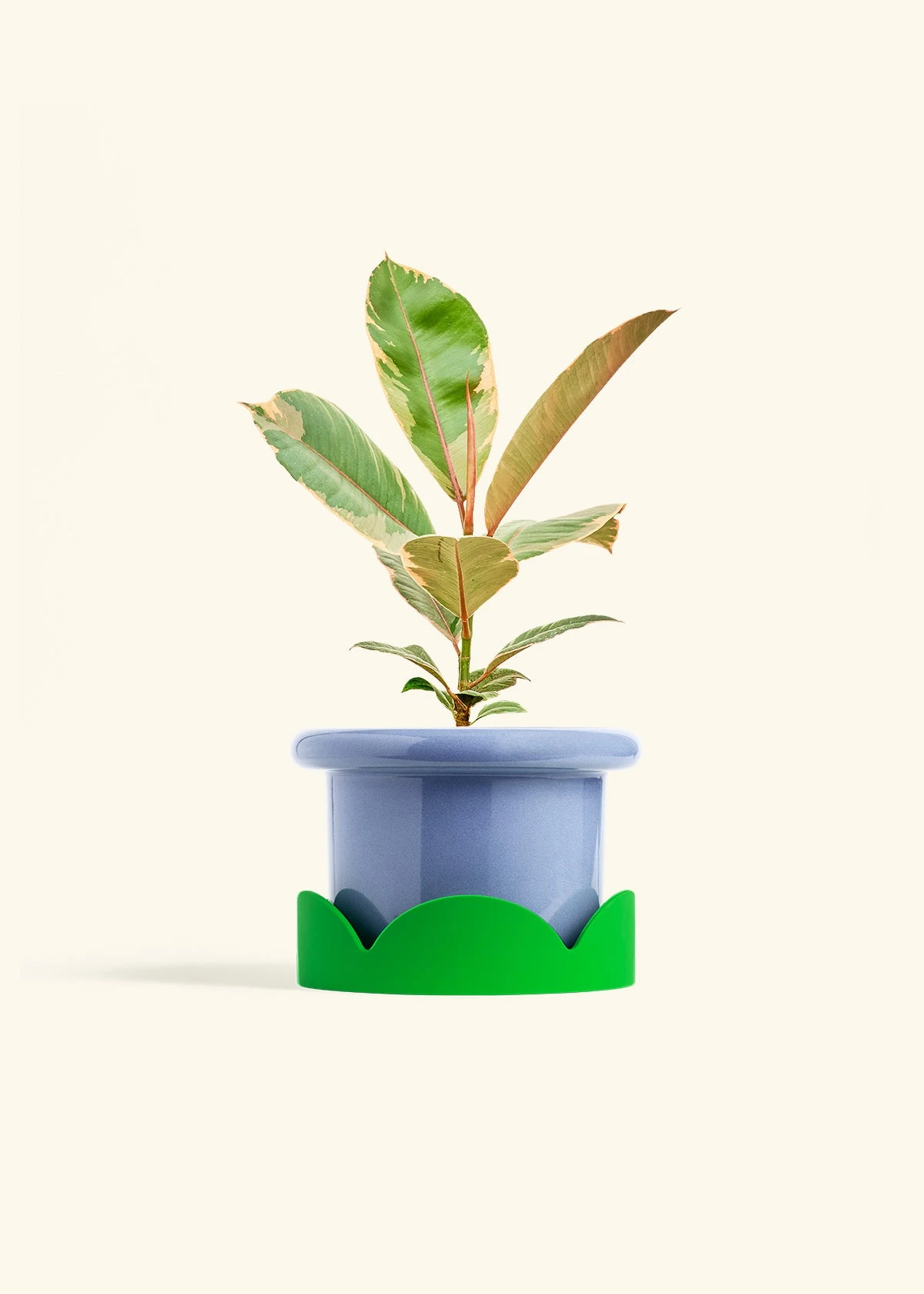 Ficus 'Tineke', Medium 11 Ficus 'Tineke', Medium - Image 9