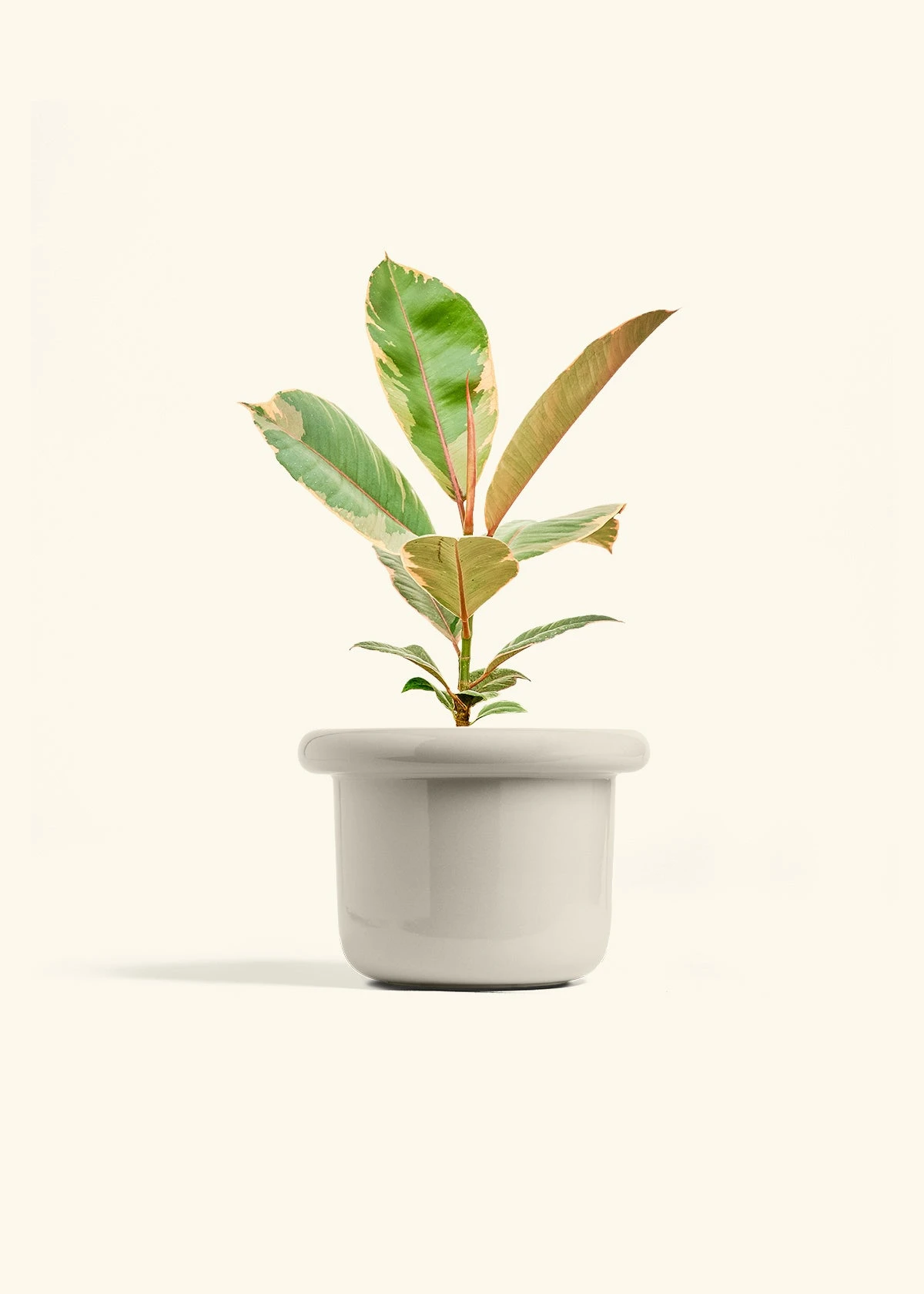 Ficus 'Tineke', Medium 18 Ficus 'Tineke', Medium - Image 16