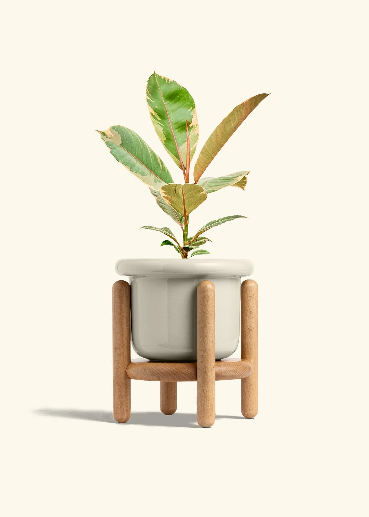 Ficus 'Tineke', Medium 21 Ficus 'Tineke', Medium - Image 19