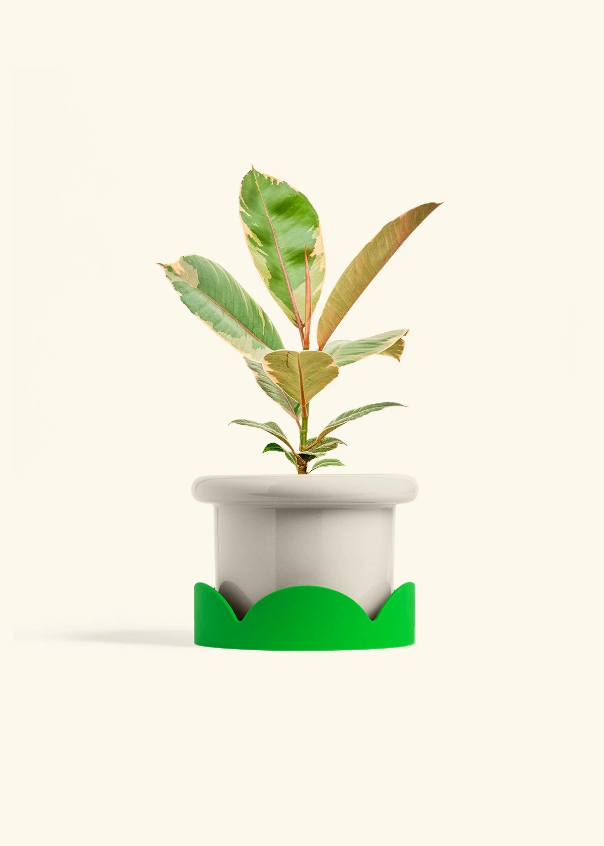 Ficus 'Tineke', Medium 19 Ficus 'Tineke', Medium - Image 17
