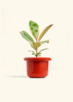 Ficus 'Tineke', Medium 33 Ficus 'Tineke', Medium -Home Living Store FICUS TINEKE 6 FATLIP RED 6 bckgrnd cream 7f5fdf3b 4c6c 466a 8f13 531ba0806dbb
