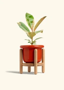 Ficus 'Tineke', Medium 36 Ficus 'Tineke', Medium -Home Living Store FICUS TINEKE 6 FATLIP RED STAND 6 bckgrnd cream 2c526626 66fb 4a49 858f d1a0e64dd559