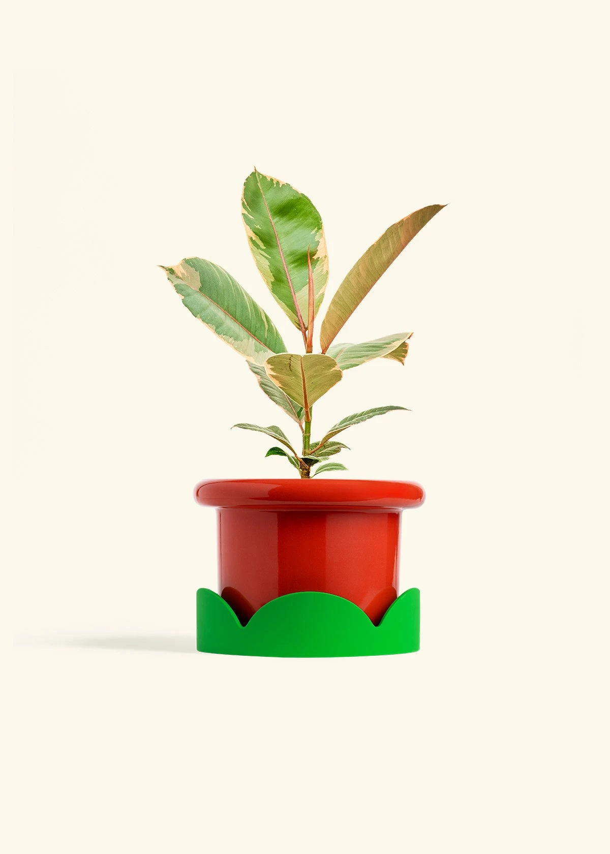 Ficus 'Tineke', Medium 15 Ficus 'Tineke', Medium - Image 13