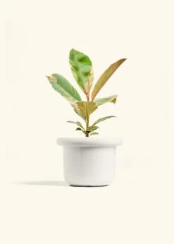 Ficus 'Tineke', Medium 25 Ficus 'Tineke', Medium -Home Living Store FICUS TINEKE 6 FATLIP WHITE 6 bckgrnd cream a43c580d e428 4813 a28c f80a57d07b2a