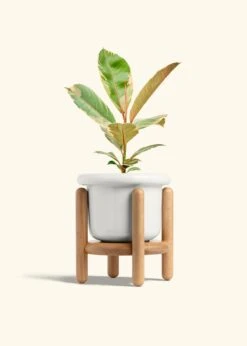 Ficus 'Tineke', Medium 28 Ficus 'Tineke', Medium -Home Living Store FICUS TINEKE 6 FATLIP WHITE STAND 6 bckgrnd cream 16ff035b 4a4f 4e08 a270 61eeb0fd91ed