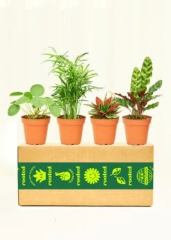 Pet-Friendly Assorted Box