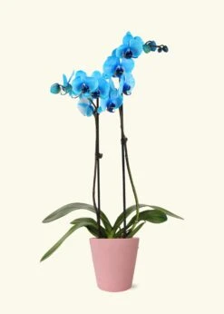 Blue Watercolor Orchid, Medium -Home Living Store GREENCIRCLE IMAGES0006