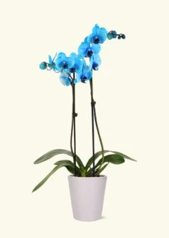 Blue Watercolor Orchid, Medium -Home Living Store GREENCIRCLE IMAGES0007