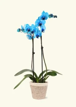 Blue Watercolor Orchid, Medium -Home Living Store GREENCIRCLE IMAGES0008