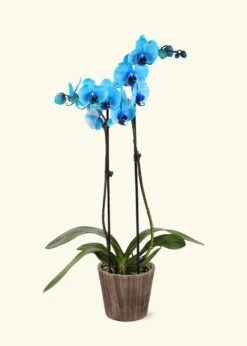 Blue Watercolor Orchid, Medium -Home Living Store GREENCIRCLE IMAGES0009